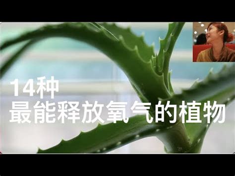 晚上吸收二氧化碳的植物|家居養花：夜間吸收二氧化碳釋放氧氣的6種花草！